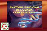 Anatomia Funcional De La Mama, Concepto De Andi