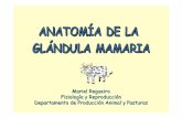 (Imagenes)anatomia de la glandula mamaria