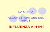 Virus A H1 N1