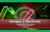 Hongos y bacterias