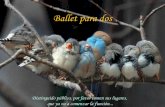 Ballet de los pájaros
