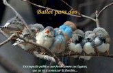 Ballet de los pájaros