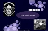 2.  Rinovirus