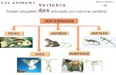 Los vertebrados 1ºeso