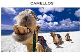 Presentacion los camellos manolo y jorge