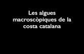 Les algues macroscòpiques de la costa catalana