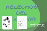 Helechos del ecuador (m sc. mercedes asanza, jenny correa)