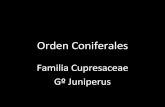 Cupresaceae gº juniperus