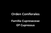 Cupresaceae gº cupressus