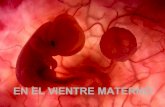 Proceso de formacion de un feto en el vientre de la madre