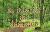 El bosque de obregon