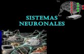Sistemas neuronales
