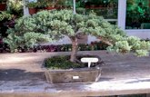 1445 bonsai flores-(menudospeques.net)