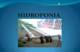 Hidroponia diapositivas (2)