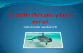 El delfín delcano y las 5 perlas. cuento rafael aceña sánchez 6ºb