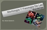 Caracteristicas Morfológicas De Las Bacterias.