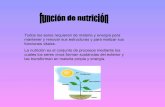 Función de nutrición en las plantas (thaisly, marlene, daniel, cristian, nerea)