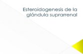 Esteroidogenesis de la glándula suprarrenal