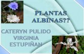Plantas albinas en blogger