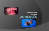 Zoología clase n4 cnidaria