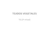 By g tema 6 2º mitad (tej vegetales)