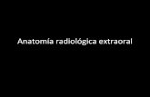 Anatomía radiológica extraoral