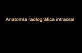 Anatomía radiográfica intraoral