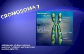 Cromosoma 7 enfermedades