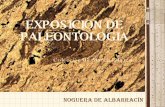 Exposición de Paleonlotogía Noguera de Albarracín
