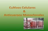 Cultivos celulares & anticuerpos monoclonares