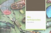 Filo artrópodes classe aricnidea