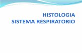 Histologia del sistema respiratorio