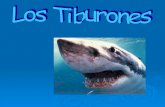 Los Tiburones (En Castellano)