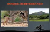 Bosque mediterráneo   grupo 1