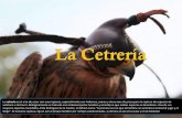 El vuelo del Cernícalo (Cetreria)