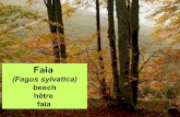 Faia (Fagus sylvatica)