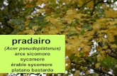 Pradairo (Acer pseudoplatanus)
