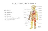 El cuerpo humano osteo artro-muscular
