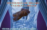 Histología de hígado y vesícula biliar