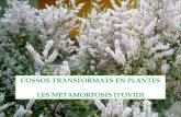 Metamorfosis plantes