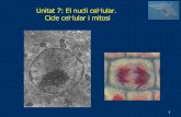 Bio1 09 10 Unitat7(Nucli Mitosi)