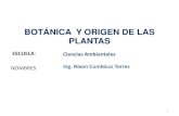 Botánica y origen de las plantas