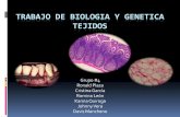 Tejidos biologia (1) (2)