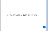 Anatomia radiologica torax