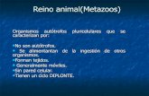 Animal  Hasta Nematodos