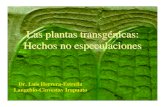 Las plantas transgénicas