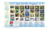 Aves del río Uruguay