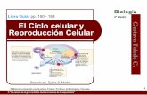 Ciclo celular y reproducción. 2013