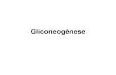 File1 4 gliconeogênese