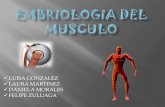Embriologia del musculo2